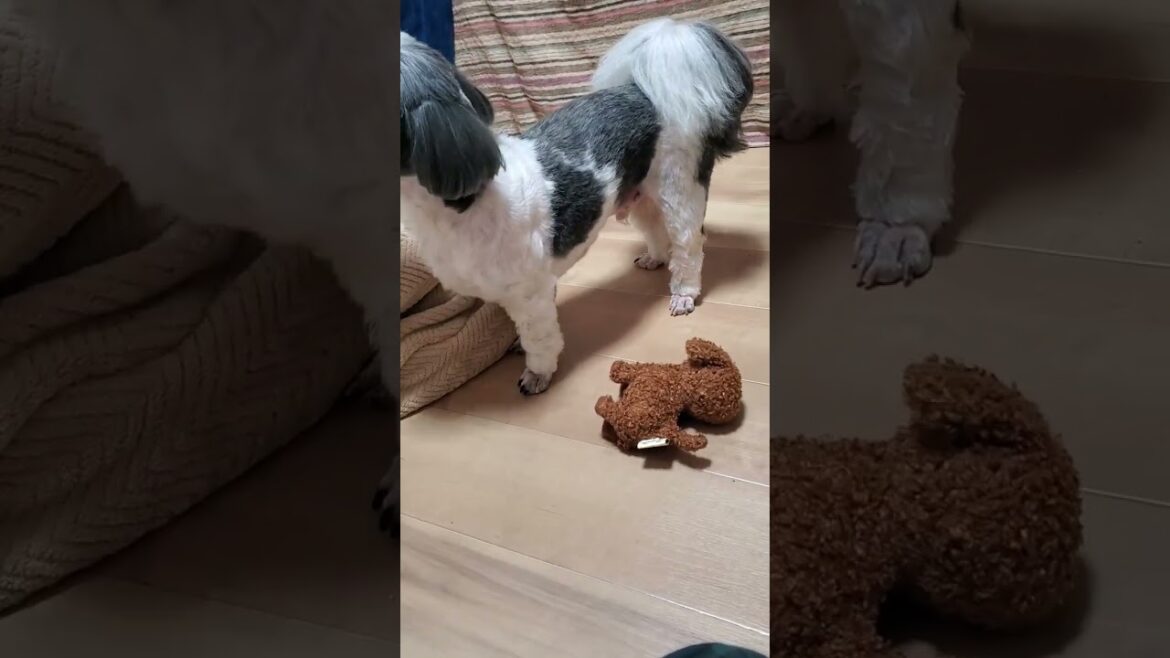 動くに犬のおもちゃを倒すシーズー #shihtzu #shorts #dog