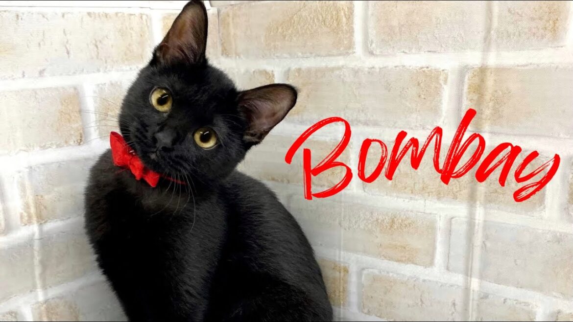 【2024.8.5】赤いリボンがお似合いのボンベイちゃん！