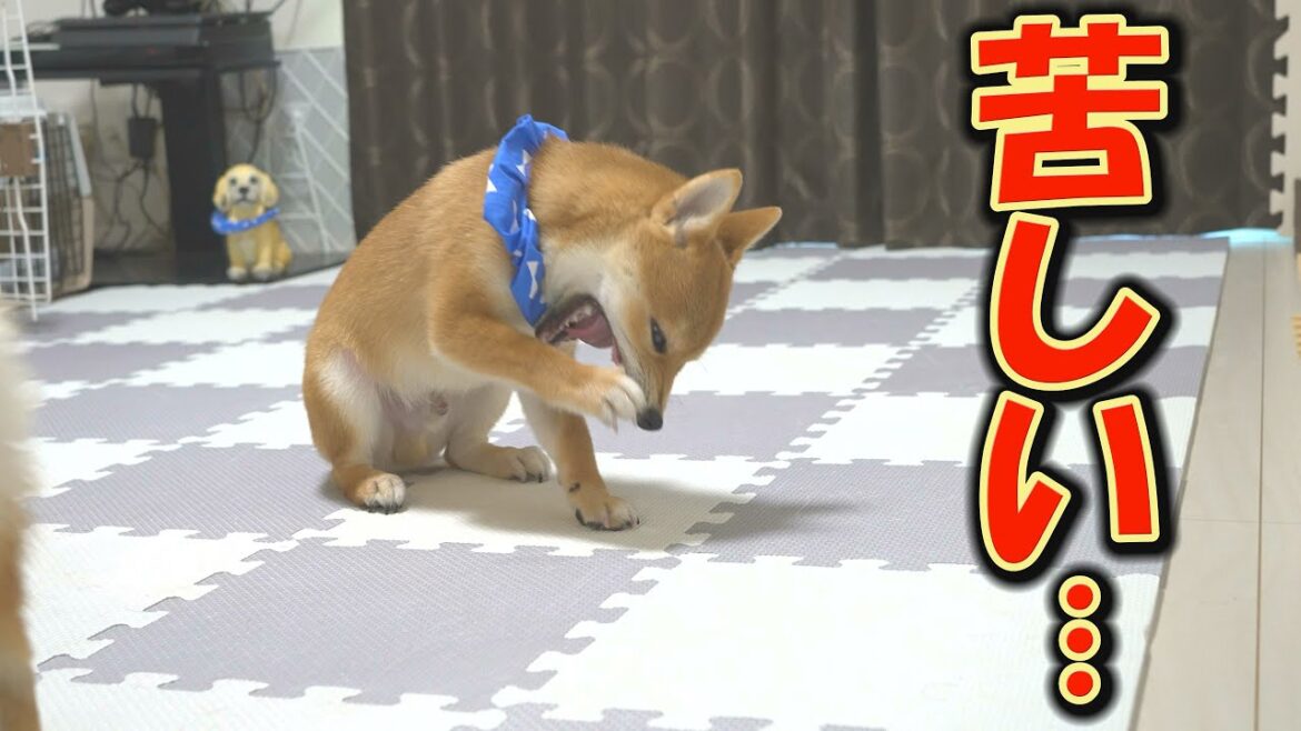 口内に違和感を感じ、ガリガリ音を立てながら悶える子犬・・・ 口内に違和感を感じ、ガリガリ音を立てながら悶える子犬・・・