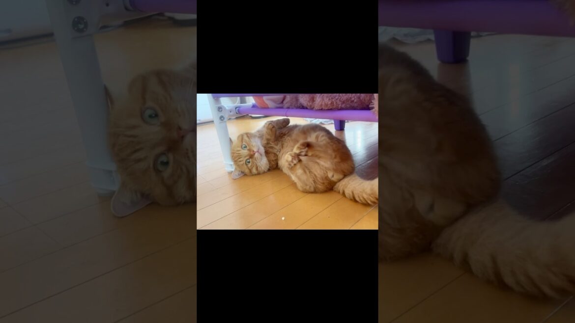 無限に見てられるかわいさ #猫 #マンチカン #shorts