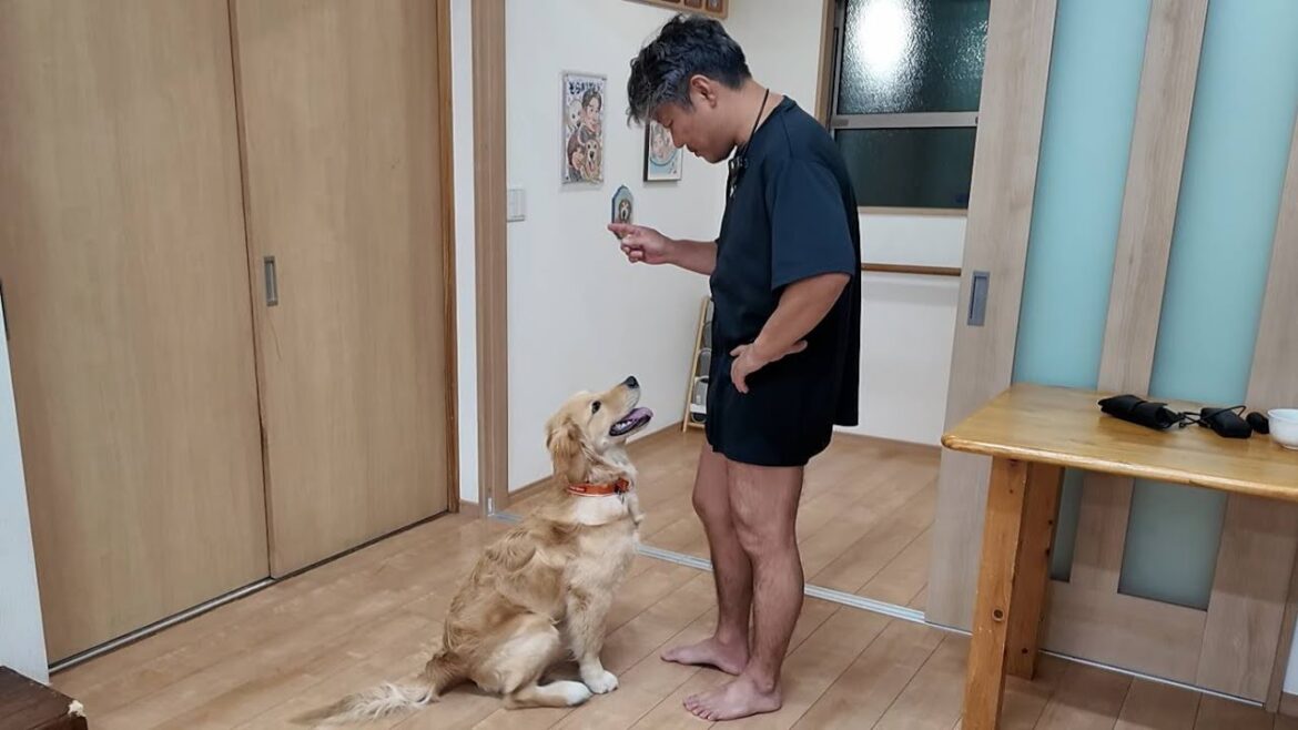 帰省を楽しみに。家族との再会に向けてパパから秘儀を教わる。【Golden Retriever japan】 帰省を楽しみに。家族との再会に向けてパパから秘儀を教わる。【Golden Retriever japan】