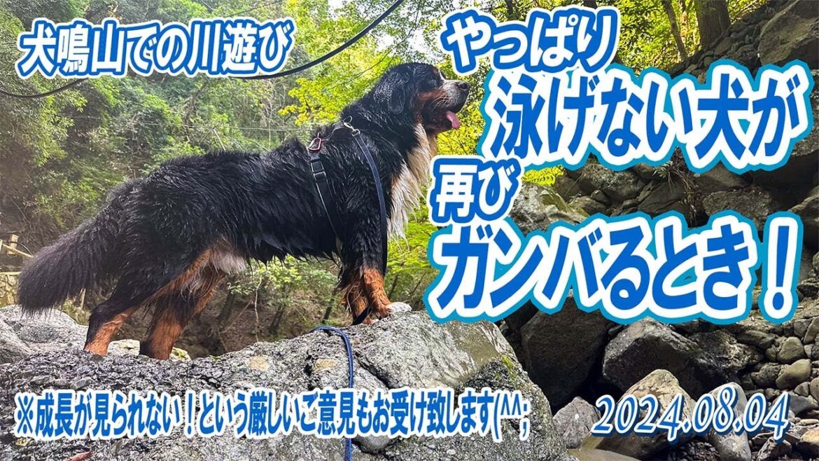 やっぱり泳げない犬が再びガンバルとき！／犬鳴山／大型犬散歩