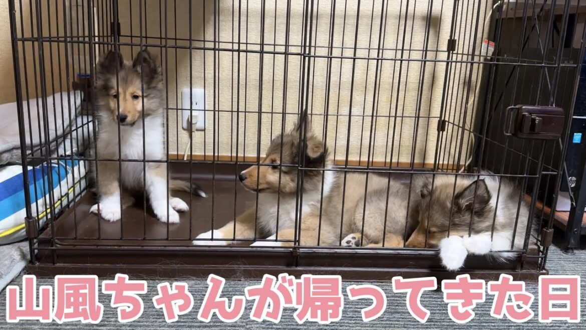 【シェルティ】山ちゃんが帰ってきた日の夜🌙【仲良し】 【シェルティ】山ちゃんが帰ってきた日の夜🌙【仲良し】