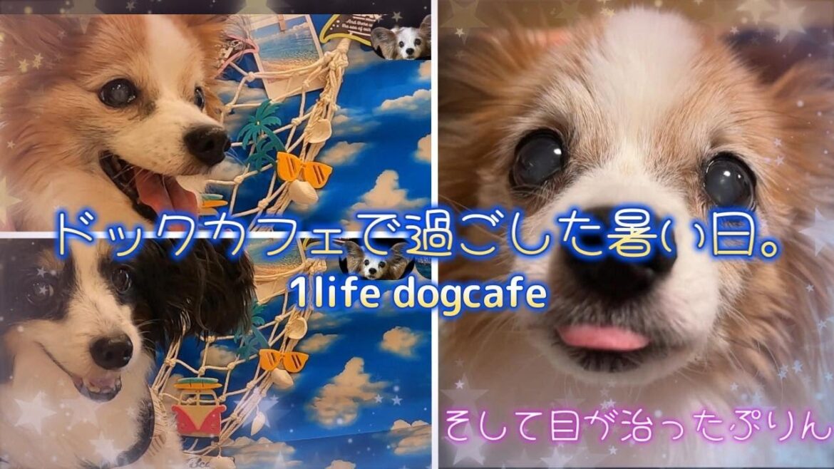 目が治った今日のぷりんさん。