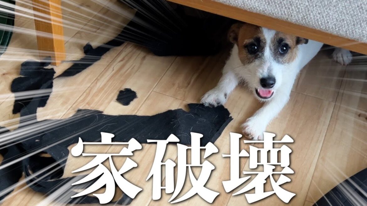ママが帰ってきて嬉しいけど家破壊したの思い出して情緒不安定な子犬/ジャックラッセルテリア