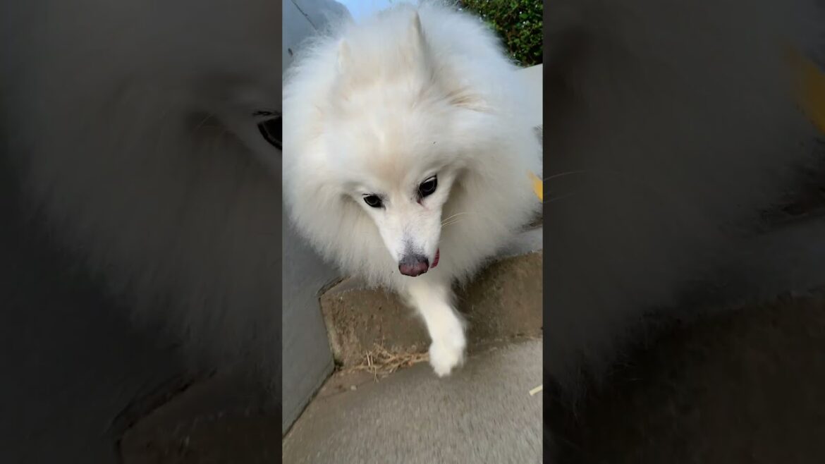 愛犬と葛西臨海公園 #Shorts #日本スピッツ #江戸川区