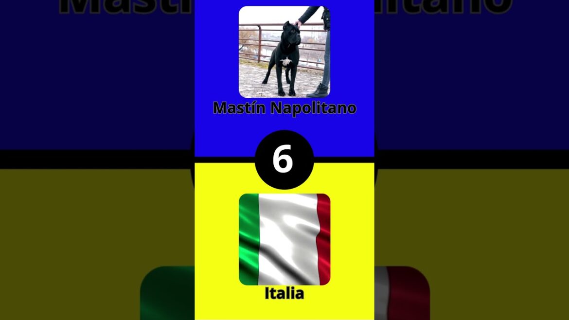 Los 10 Perros Más Grandes del Mundo