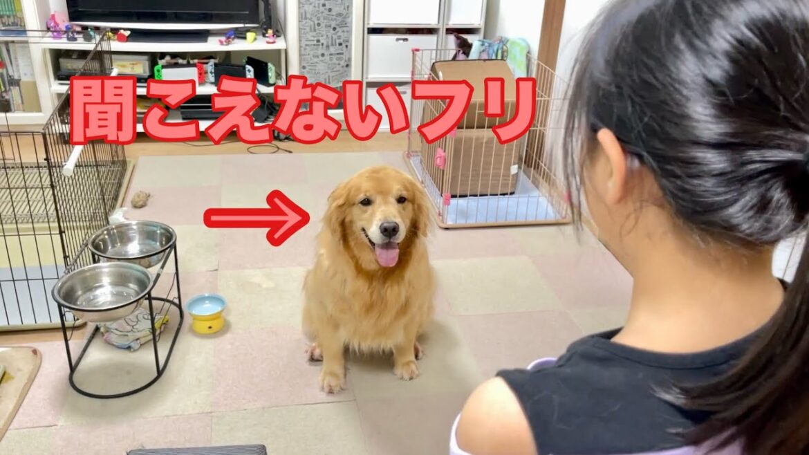格下妹の命令には聞こえないフリでやり過ごそうとする大型犬クッキー【ゴールデンレトリバーとミニチュアダックスフンド】 格下妹の命令には聞こえないフリでやり過ごそうとする大型犬クッキー【ゴールデンレトリバーとミニチュアダックスフンド】
