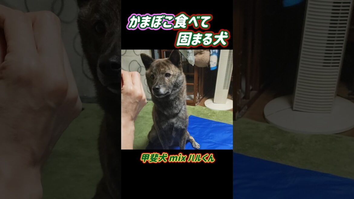 【甲斐犬mixハル】かまぼこ食べて固まる犬