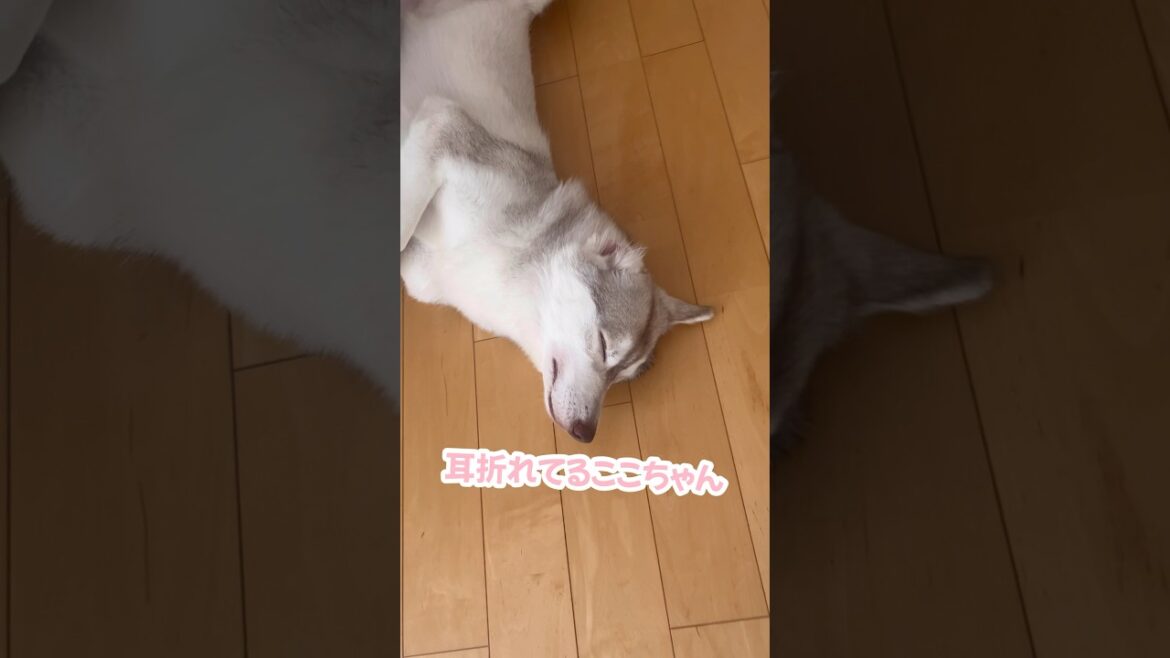 耳が折れたシベリアンハスキー #シベリアンハスキー #ハスキー #ハスキー犬