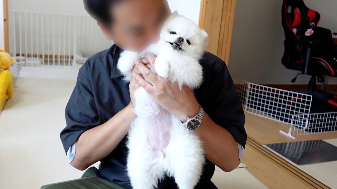 初対面のおじさんに可愛がられて迷惑そうな顔をするポメラニアン