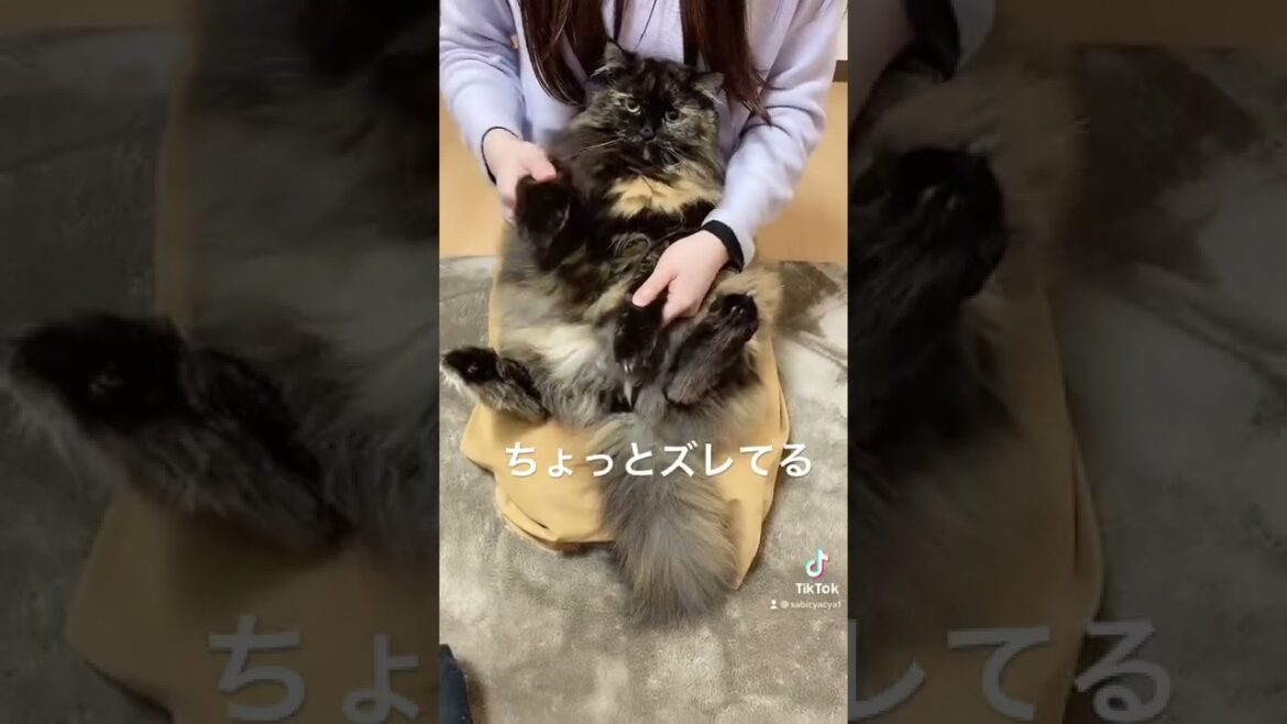 極楽浄土ねこ【ラガマフィン】