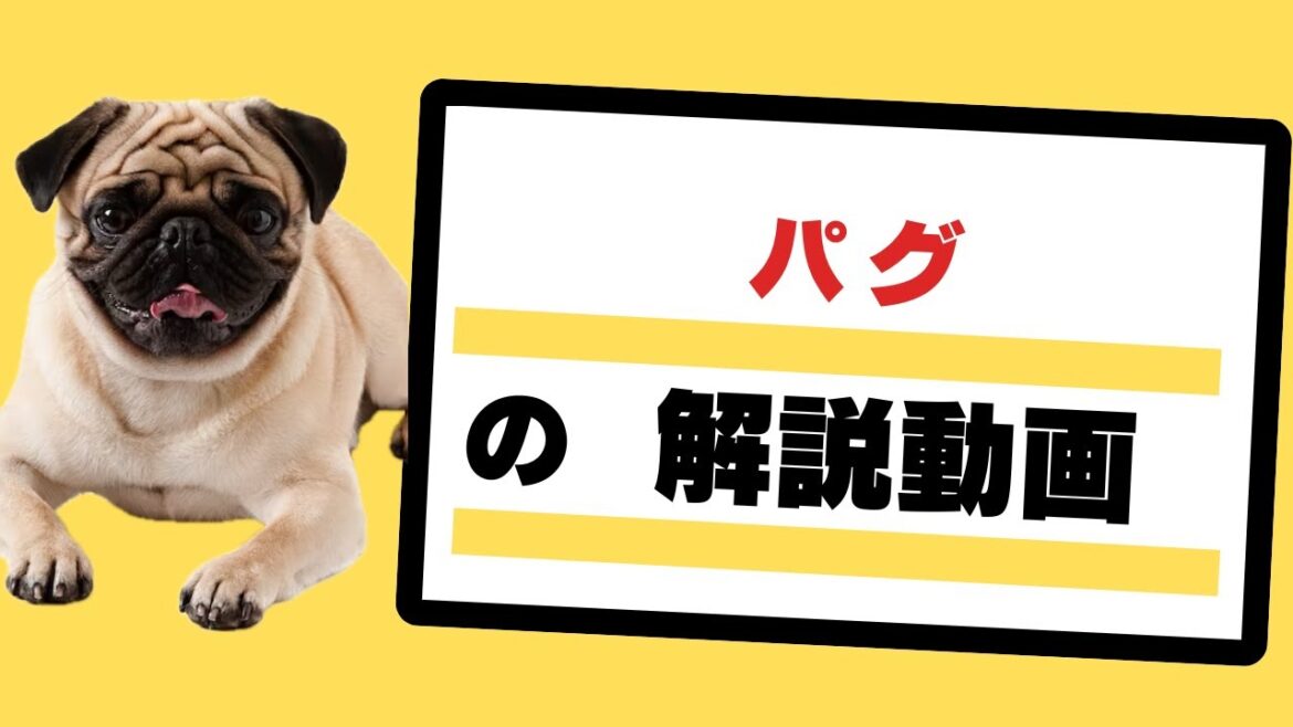 パグの解説動画