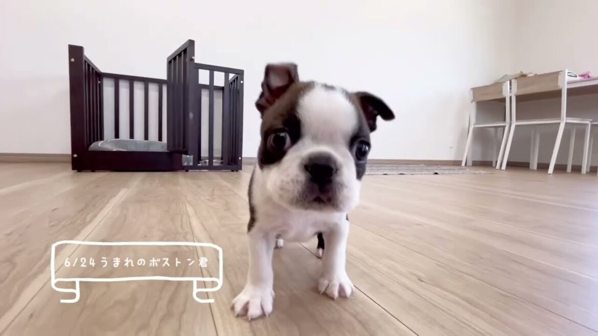 2024.06.24生まれのボストンテリア男の子🤍