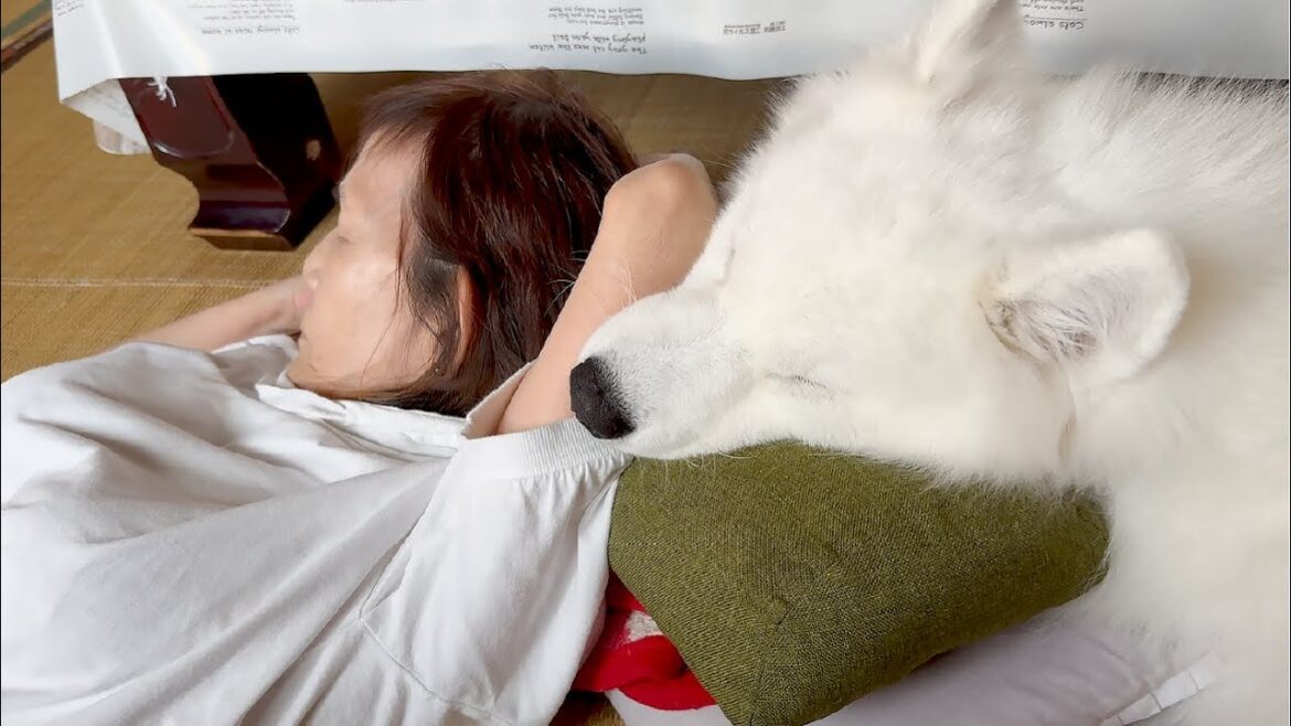 【帰省】ばあちゃんと一緒に気持ちよさそうにお昼寝する犬がかわいすぎました…ｗ