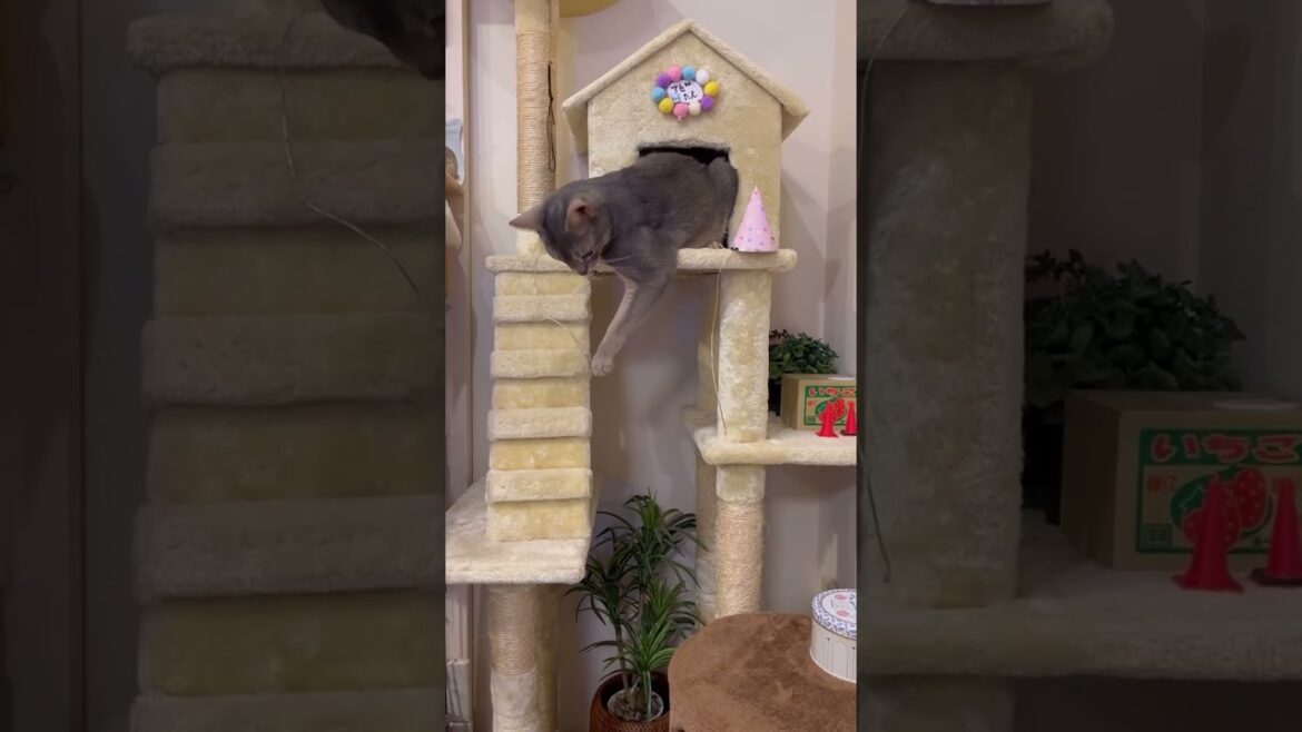 うちの猫さんは逆さボクサー #shorts #猫 #アビシニアン