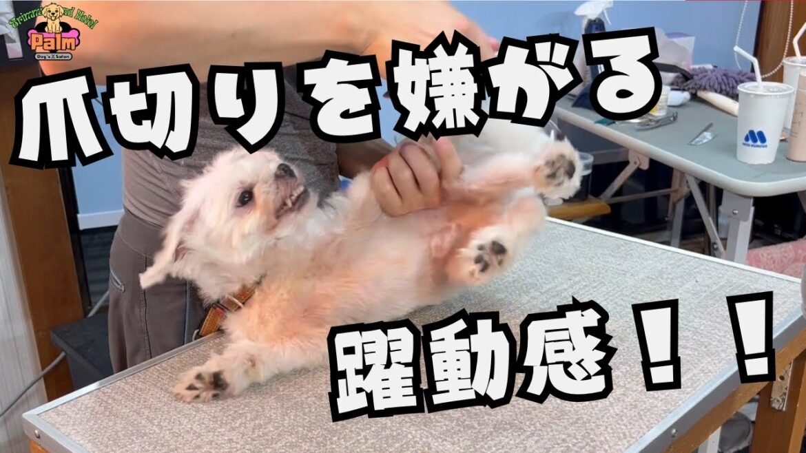 保護犬マルチーズの噛み犬トリミング！！