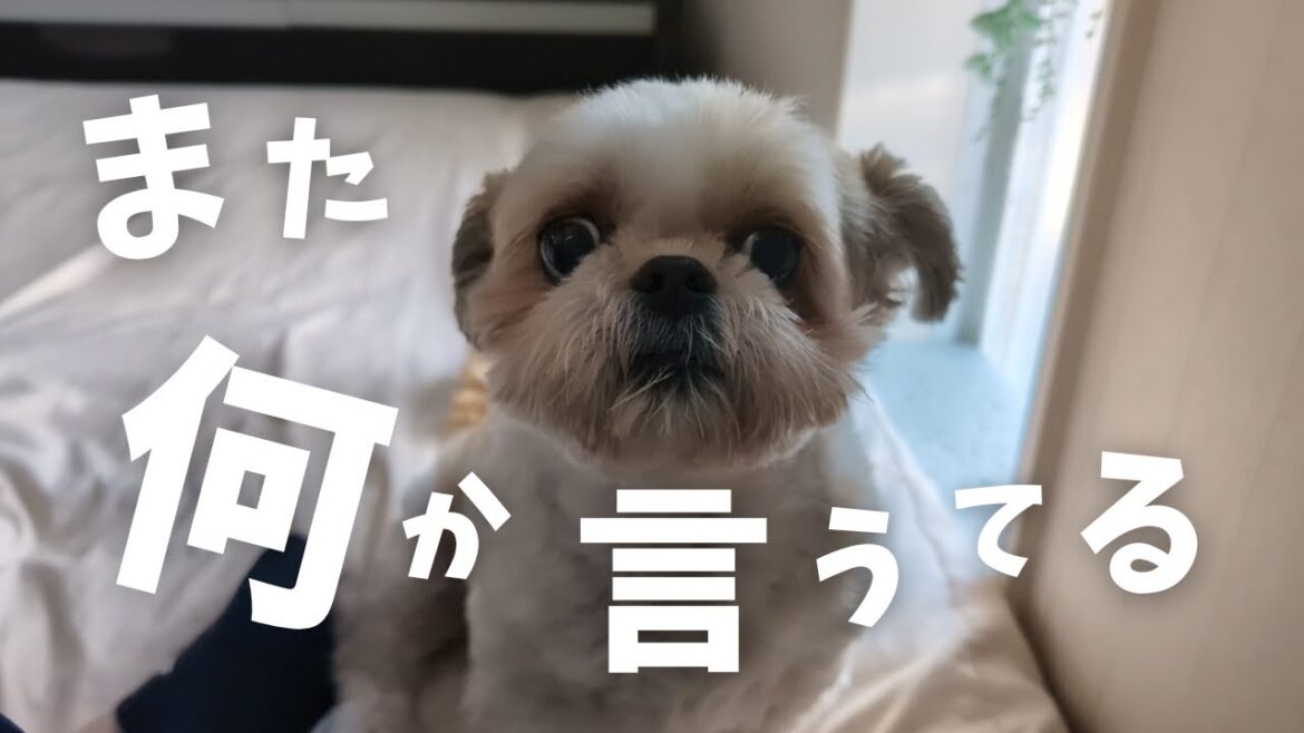 【シーズー】また何か一生懸命に言いにきたんやけど。朝から小さな息子達が賑やかすぎるんよwww~多頭飼い~チワワ シーズー ミニチュアピンシャー トイプードル 【シーズー】また何か一生懸命に言いにきたんやけど。朝から小さな息子達が賑やかすぎるんよwww~多頭飼い~チワワ シーズー ミニチュアピンシャー トイプードル