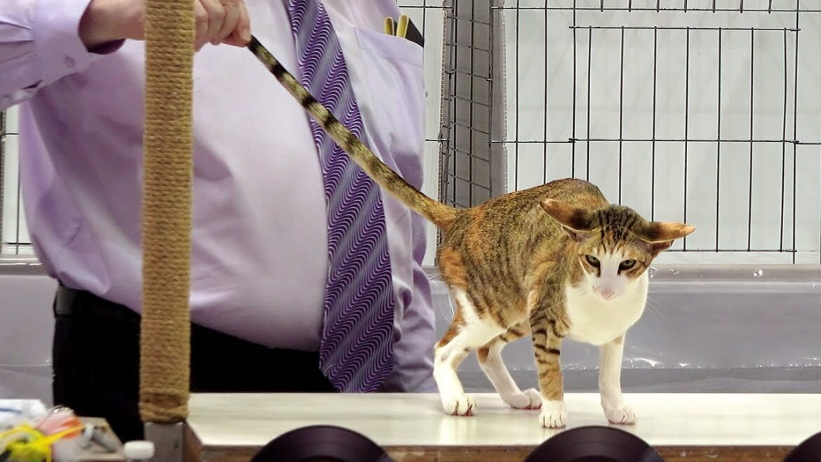 CFA International Show 2019 – Shorthair Adult Class Judging – 2nd Set CFA International Show 2019 - Shorthair Adult Class Judging - 2nd Set