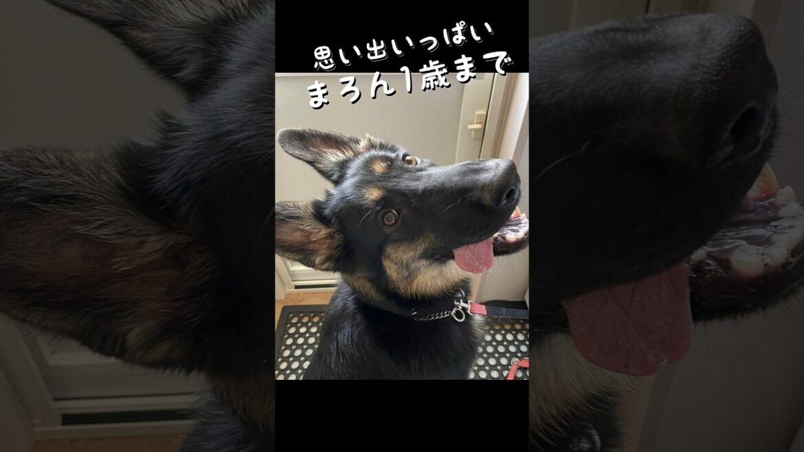 【シェパード1歳までの思い出】どんな時もいっしょ #シェパード #germanshepherd #可愛い #shorts