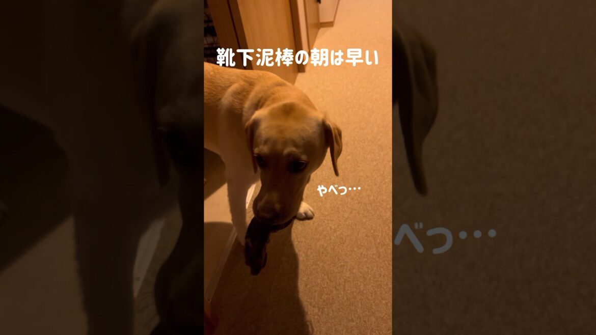 靴下泥棒の朝は早い★#shorts #ラブラドールレトリバー #labradorretriever #dog #いたずら #癒し #可愛い #大型犬