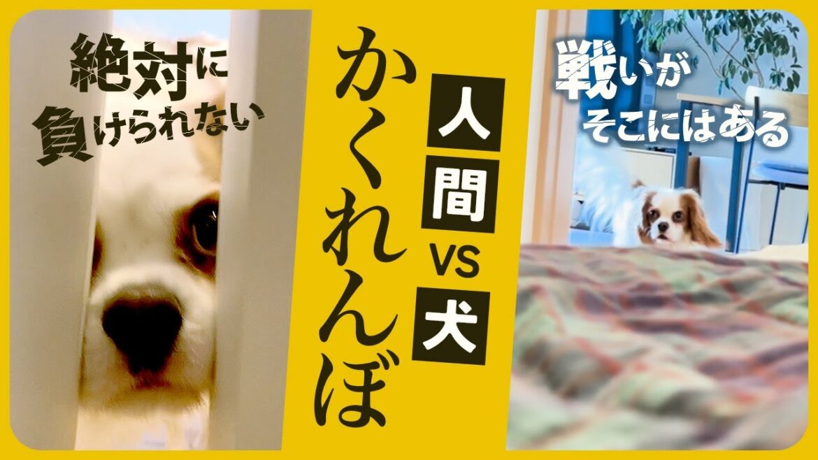 人間vs犬のかくれんぼ！果たして犬は飼い主を見つけられるのか？｜おうち遊び｜キャバリア