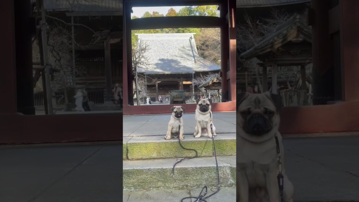 [Pug]寺にパグ🐶 粗相しないでね😅 (pug in temple) #shorts