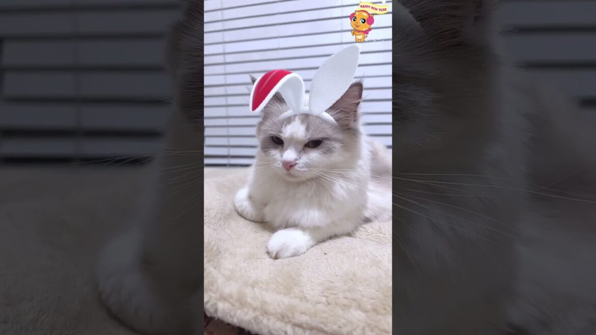🐰うさ耳かわいくてごめん【2023ラグドールの子猫エルサから新年のあけおめご挨拶🎍✨】 #shorts #かわいくてごめん
