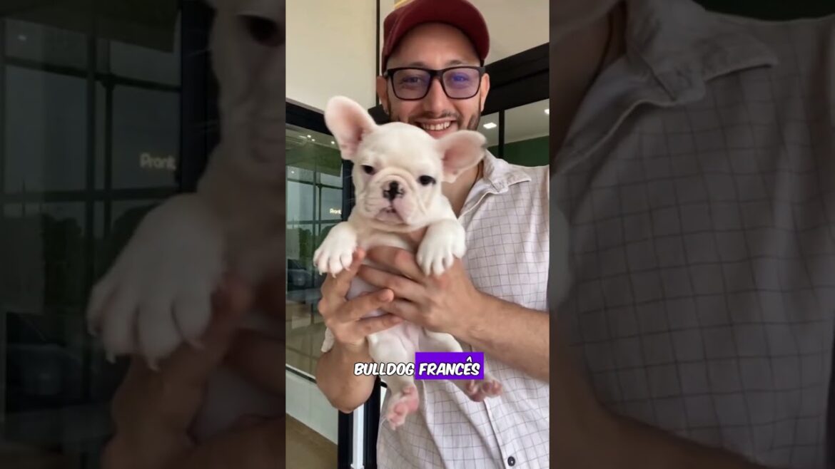 Essas raças de cães podem viver até em uma caixa! Essas raças de cães podem viver até em uma caixa!