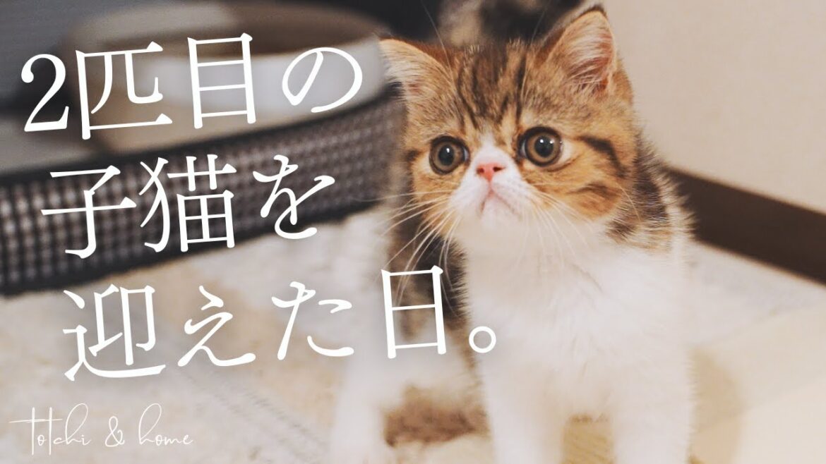 2匹目の子猫を迎えた日♪こんなに可愛いなんて【エキゾチックショートヘア】 2匹目の子猫を迎えた日♪こんなに可愛いなんて【エキゾチックショートヘア】