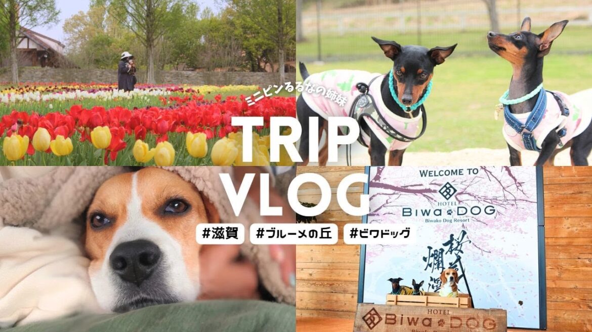 【犬連れ旅in滋賀】琵琶湖ドッグリゾート ビワドッグ,きてかーな,ブルーメの丘を散策vlog｜ミニチュアピンシャー