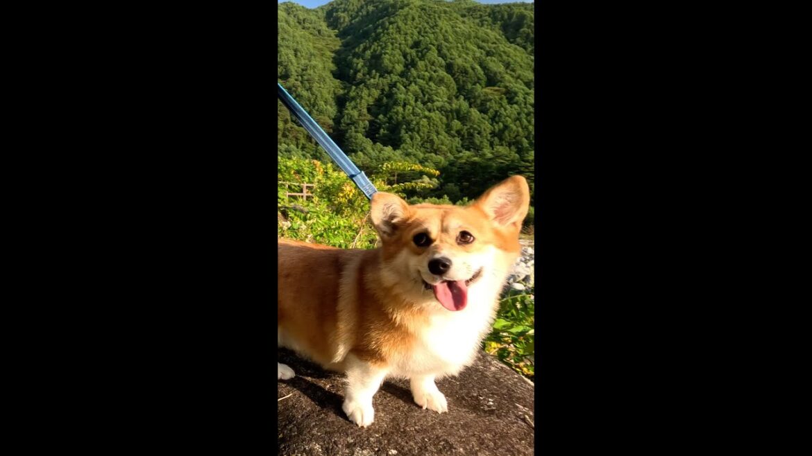 散歩コースを外れたコーギー / Corgi off the walking course #corgi #コーギー #サクラ