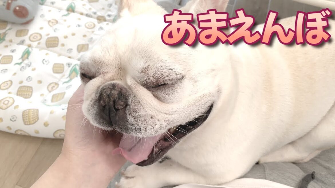 たまーーーーに夏の甘えんぼ！【フレンチブルドッグ frenchbulldog】