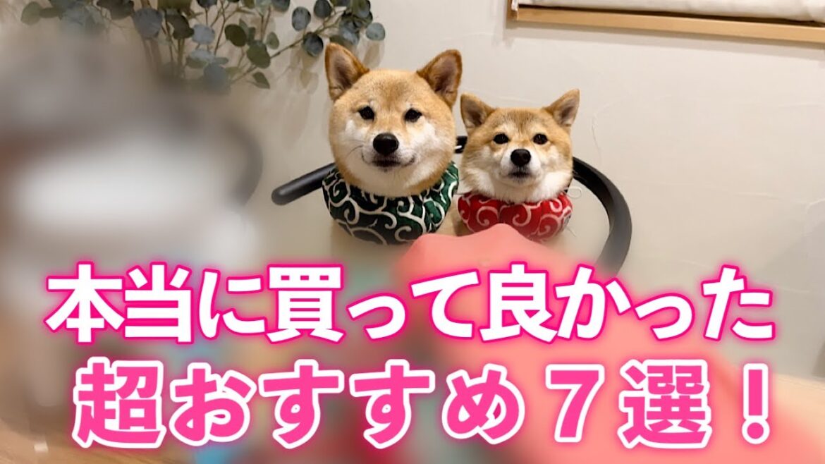 これなしでは生きていけない！本当に買ってよかった超おすすめ愛犬グッズ７選！