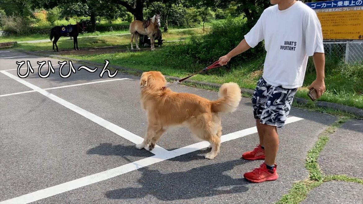 旅先で強敵に会い、オラ、ワクワクすっぞ！な愛犬