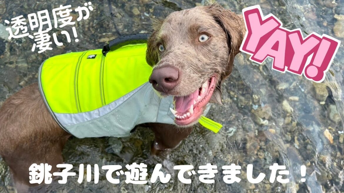 【おでかけ#26】抜群の透明度の銚子川で遊んできました！
