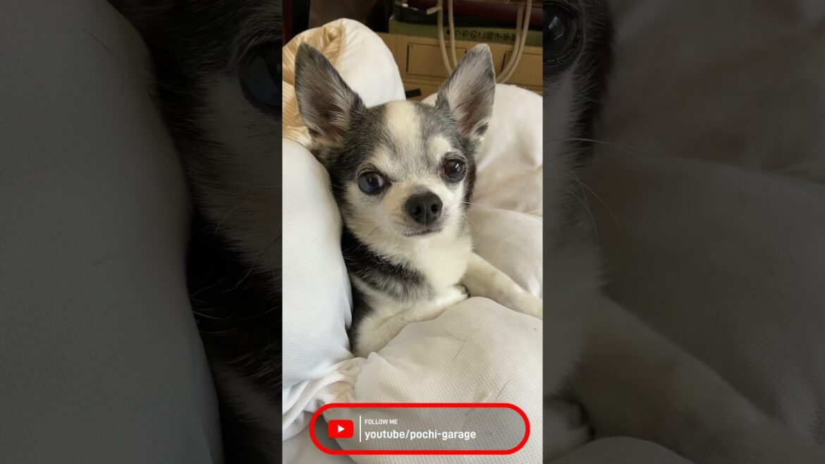 スムースコートチワワ ちび太くんと遠吠え～失敗 #Shorts #dog
