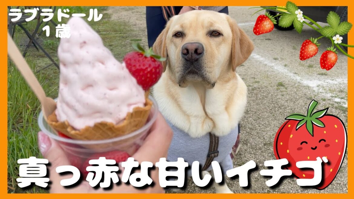 【ラブラドールレトリーバー】真っ赤な甘いイチゴにヨダレが止まらない大型犬１歳