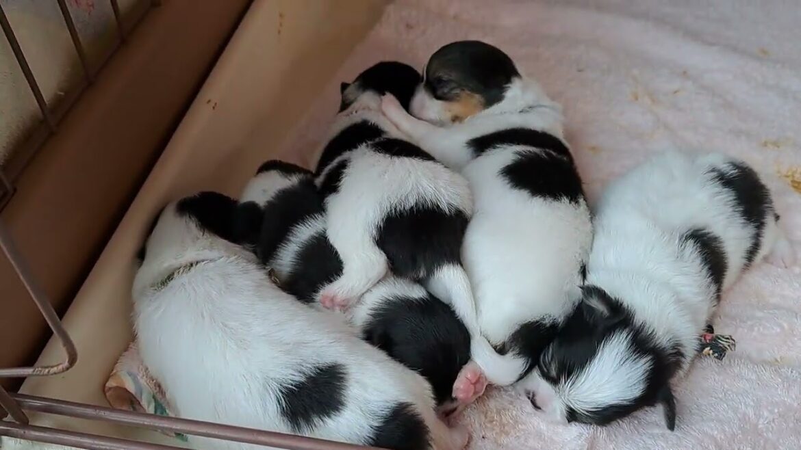 ミックス犬 狆に似たチワワのコロコロちゃん