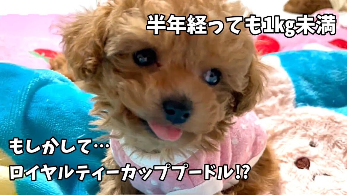 【子犬プティの成長記録】極小マイクロティーカッププードル同士でも成長のしかたは違います。生後2ヶ月～6ヶ月までの体重を比較したら驚きの結果が！！