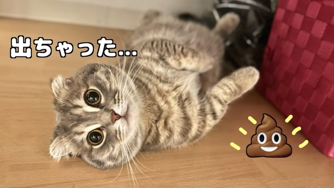 うんち漏らしたけど平然としている猫がこちらです[マンチカンの銀時]