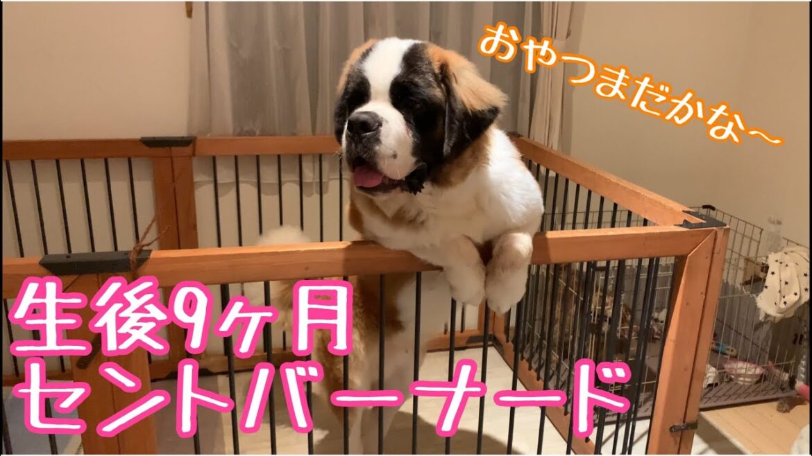 【生後9ヶ月】おやつの時間【セントバーナード】