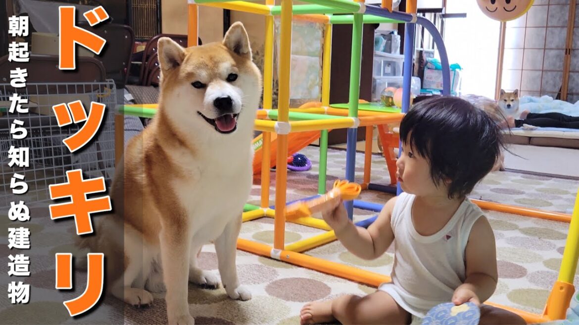 １歳児と柴犬にドッキリをしたら、感動して最高の笑顔が見れました