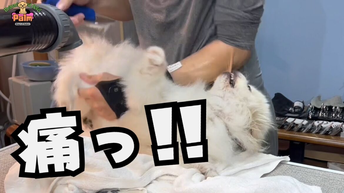 噛み犬トリミングでハプニング!ポメラニアンとペキニーズのミックス!! 噛み犬トリミングでハプニング!ポメラニアンとペキニーズのミックス!!