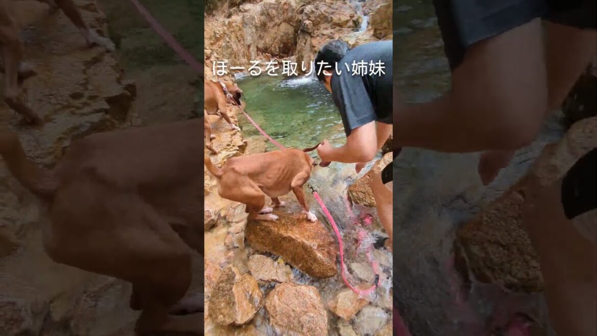 お泊りトレーニング中のメルの夏休みシリーズ #ボクサー犬 #犬のいる生活 #犬かき