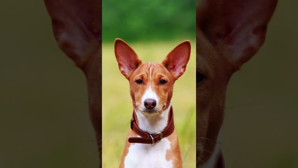 Basenji #dogbreeds