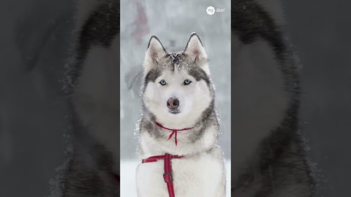 5 Stunning Dog Breeds with Remarkable Looks