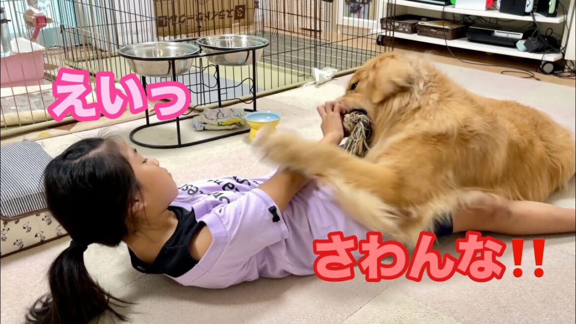 鼻を触りたい娘と触られたくない愛犬の終わりなき攻防戦【ゴールデンレトリバーとミニチュアダックスフンド】 鼻を触りたい娘と触られたくない愛犬の終わりなき攻防戦【ゴールデンレトリバーとミニチュアダックスフンド】