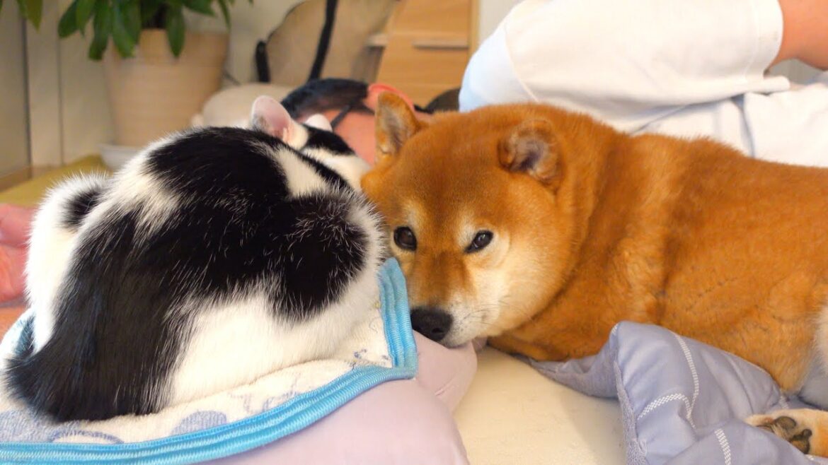 かわいい‥お泊まり会後の光景、柴犬と猫が親子すぎる。