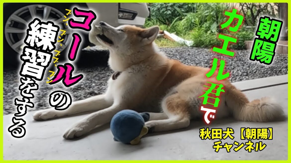 秋田犬【朝陽】チャンネル　朝陽、夏祭りの季節なので、かえるくんで暴走族の練習をする。